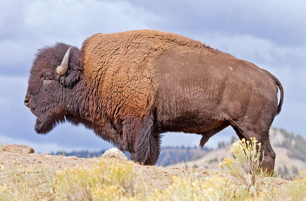 
                  
                    Bison, aka American Buffalo
                  
                